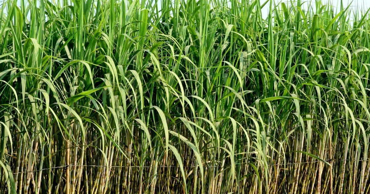 पंजाब में गन्‍ने की कीमत सबसे ज्‍यादा, अभी तक यूपी था पहले पायदान पर, अन्‍य राज्‍यों में किसानों को क्‍या मिलता है दाम